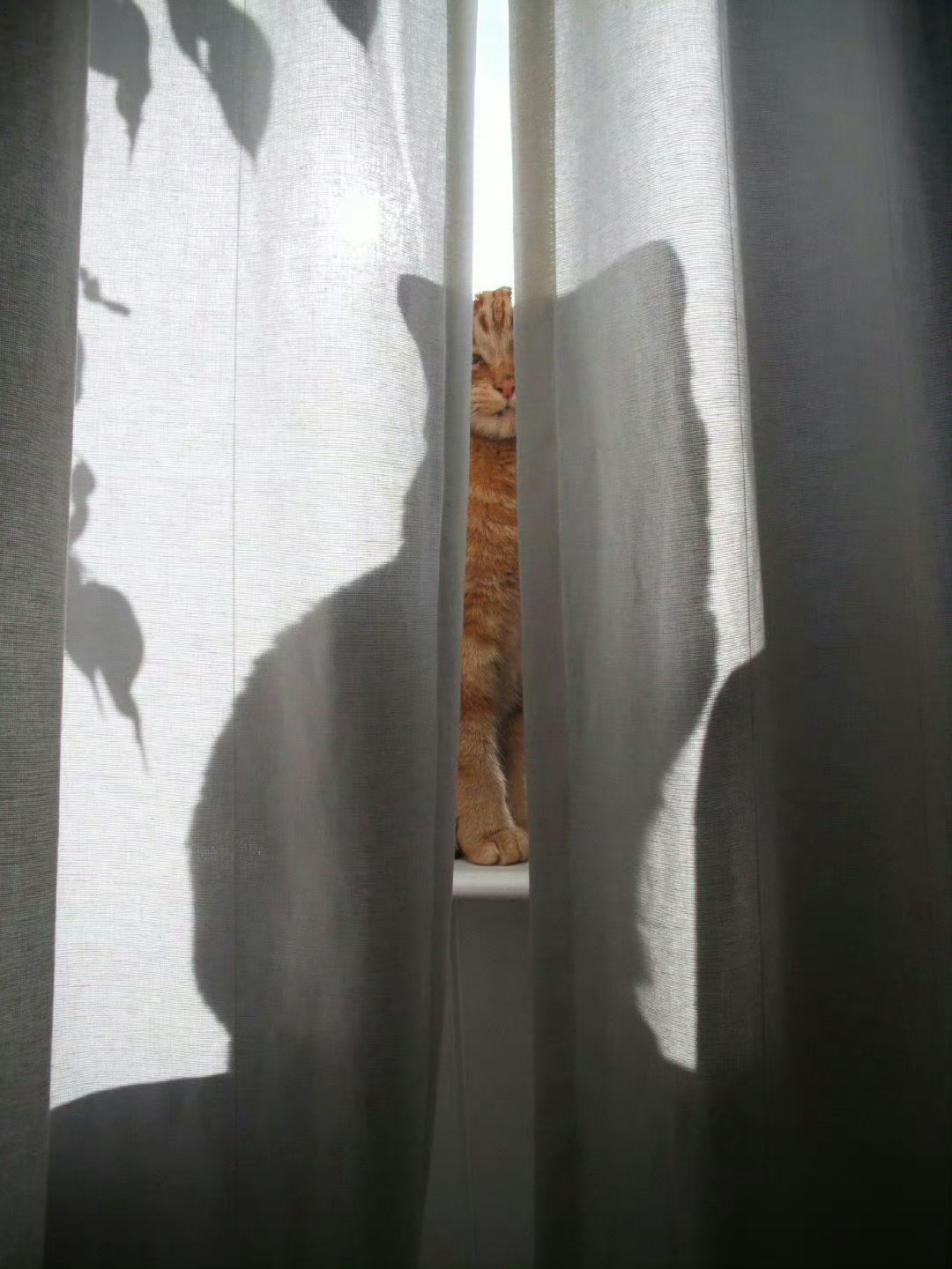 猫咪：找我什么事😾 ​​​