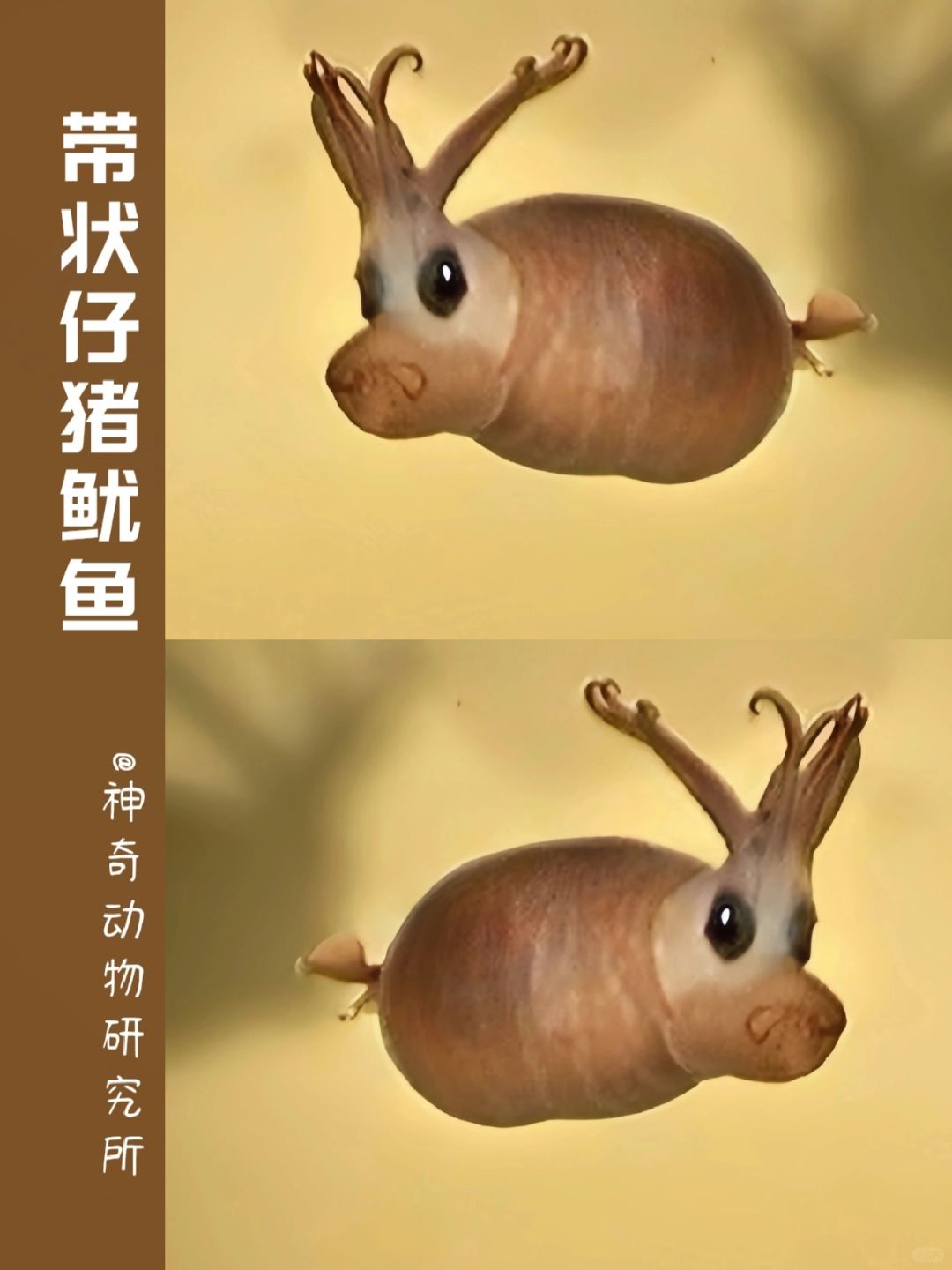 每天了解一种趣味动物👀带状仔猪鱿鱼