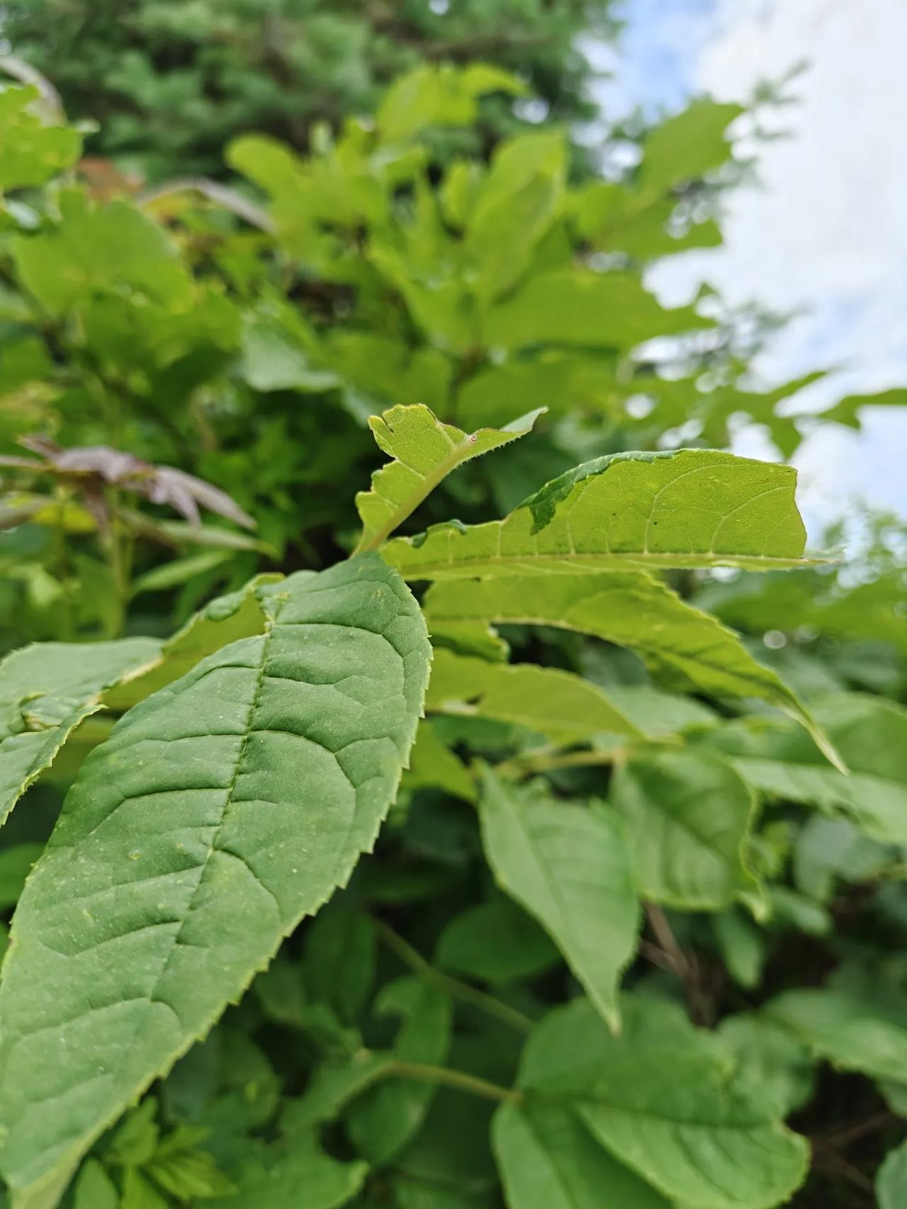 这两天告门房，真是闹心啊！

这不，事来了。

一大早上，一个老娘们就嗷嗷给我打
