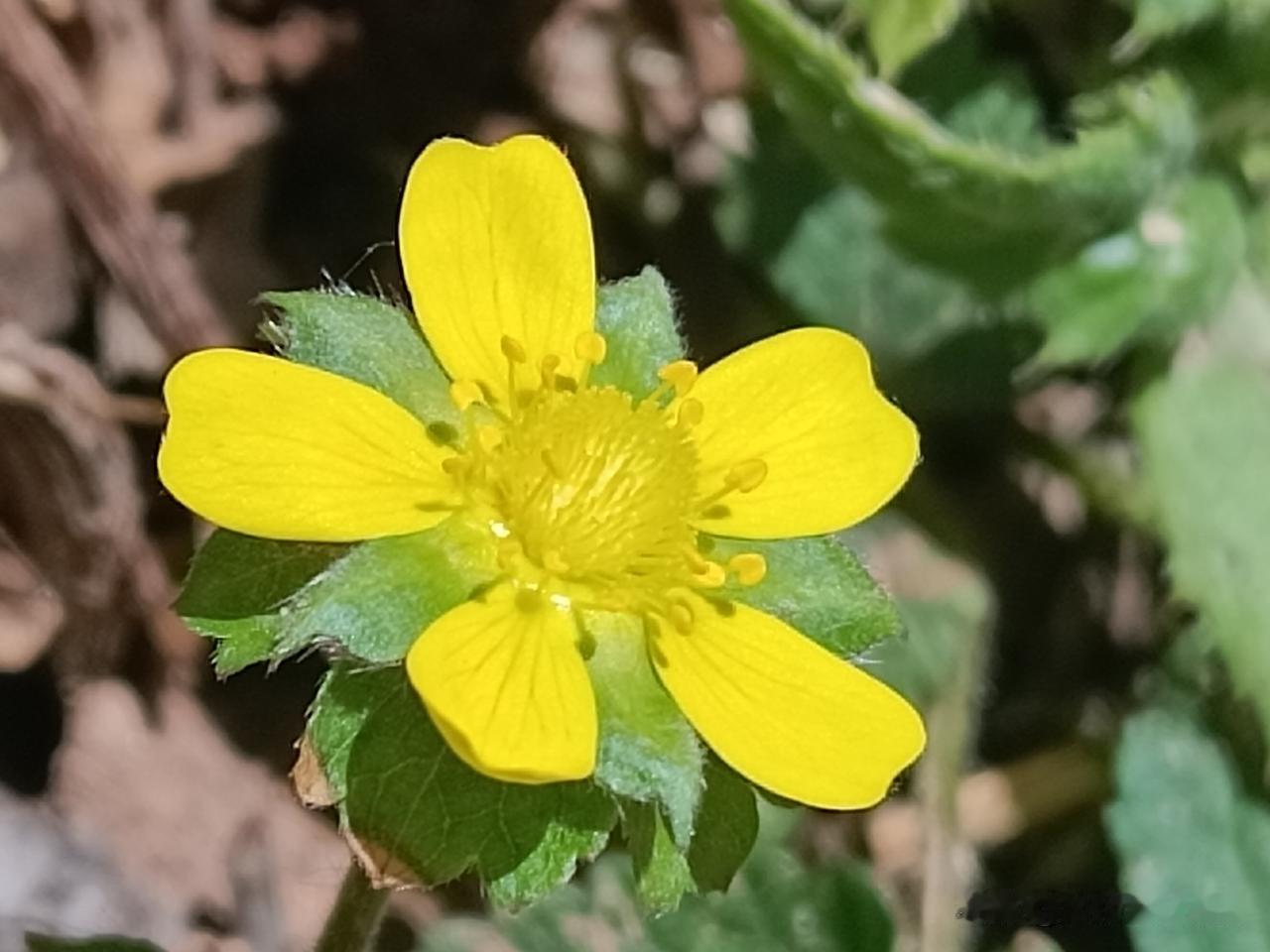 这朵花是蛇莓（学名：Duchesnea indica，也常被叫做蛇泡草、野草莓、