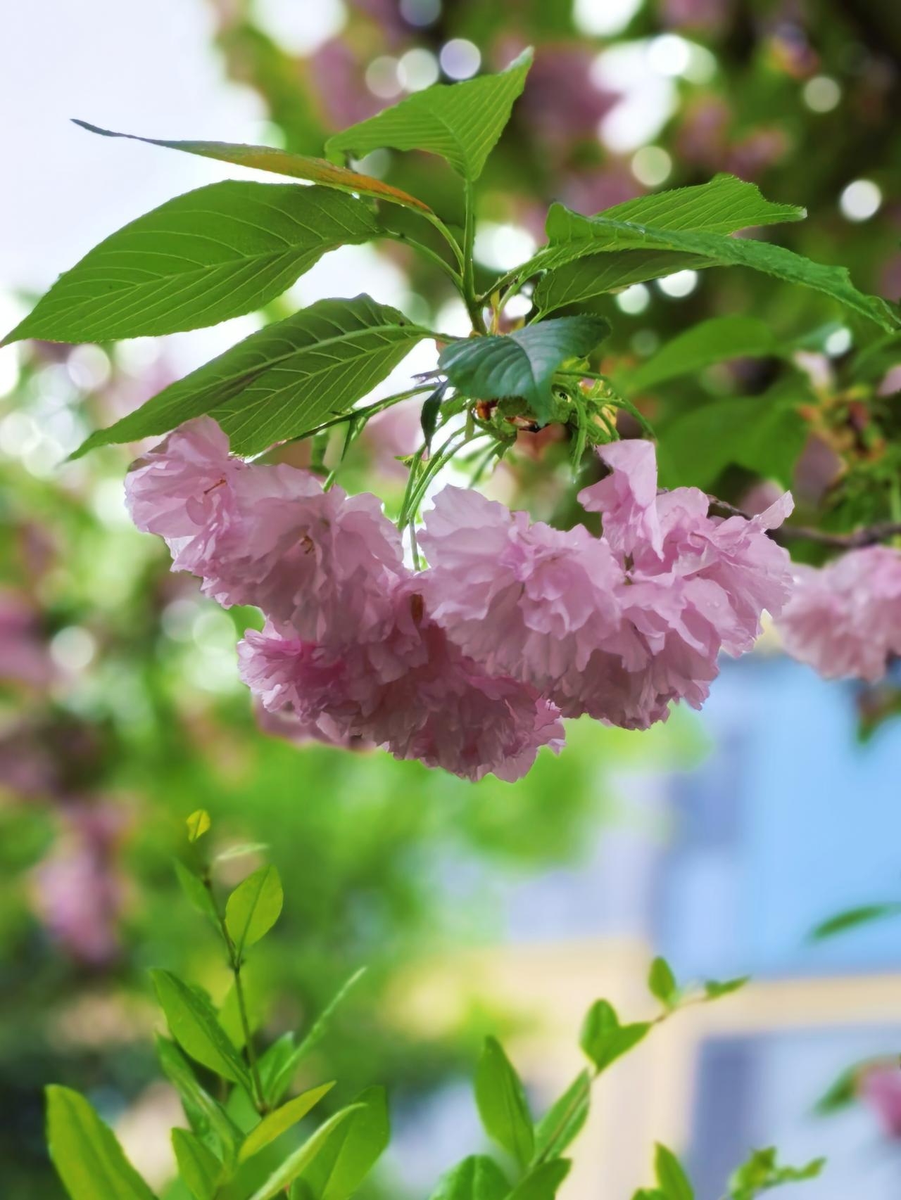 花一开，
连时间都慢下来，
陪着春发呆。