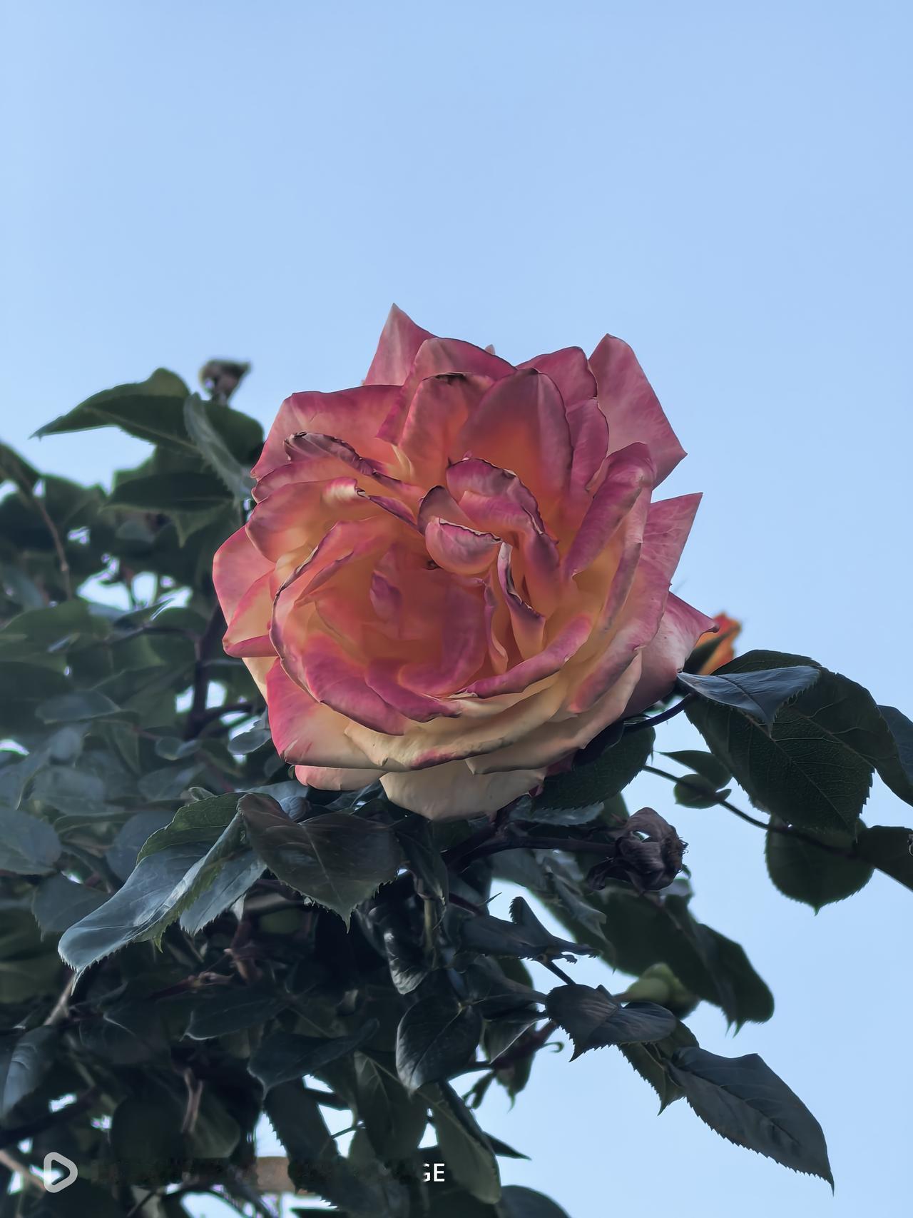 是她们把五月妆扮成了姹紫嫣红的世界.小区内随手拍