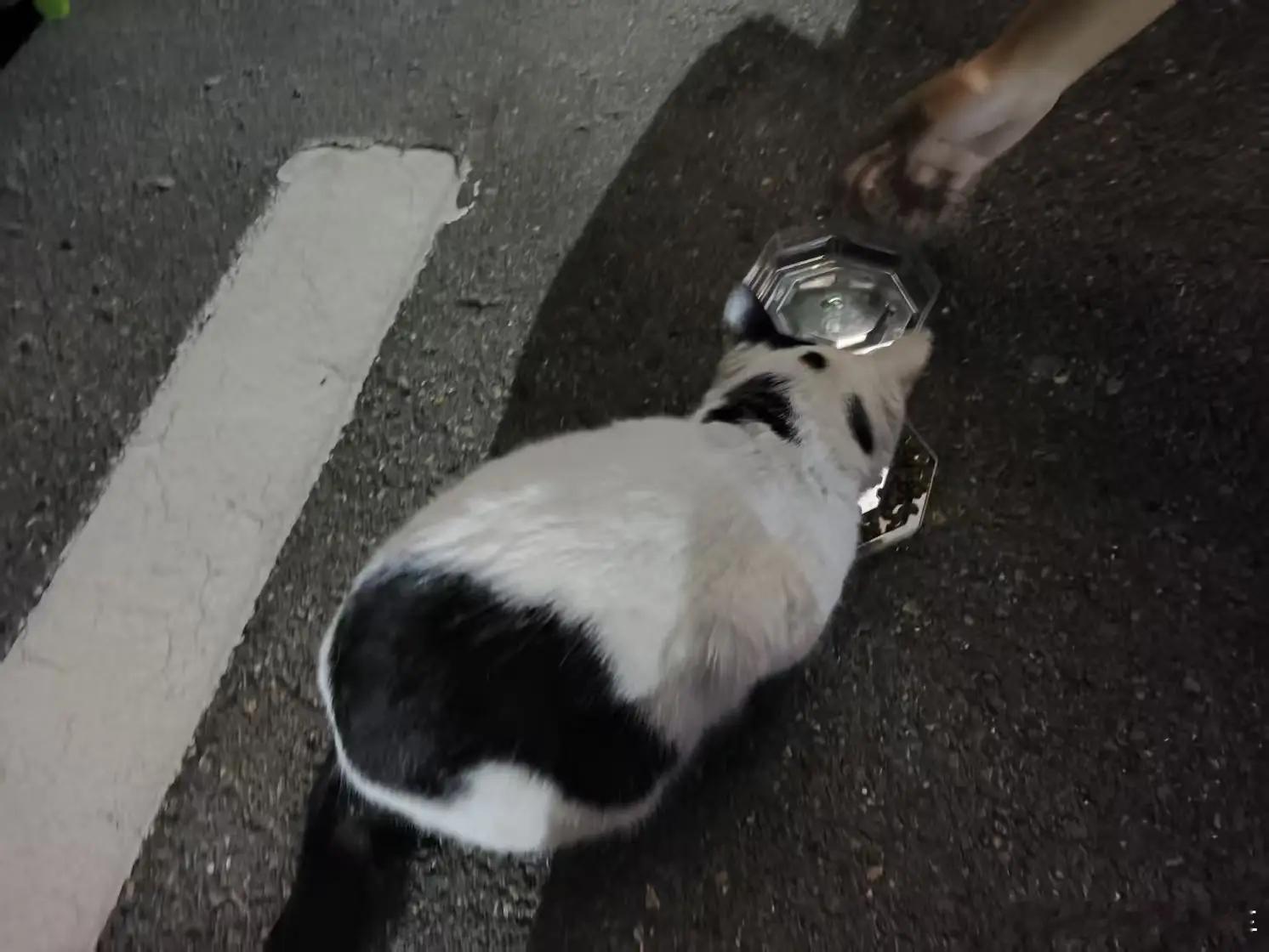 四川一小区发文将扑杀流浪猫我们小区就是有不少流浪猫，晚上叫起来和小孩哭声一样，太