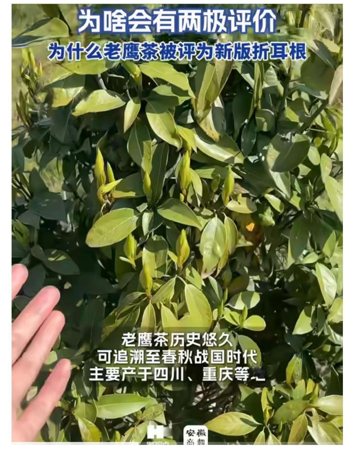 川渝人的老鹰茶为啥会有两极评价川渝人DNA动了！这哪是怪味饮料，明明是火锅灵魂搭