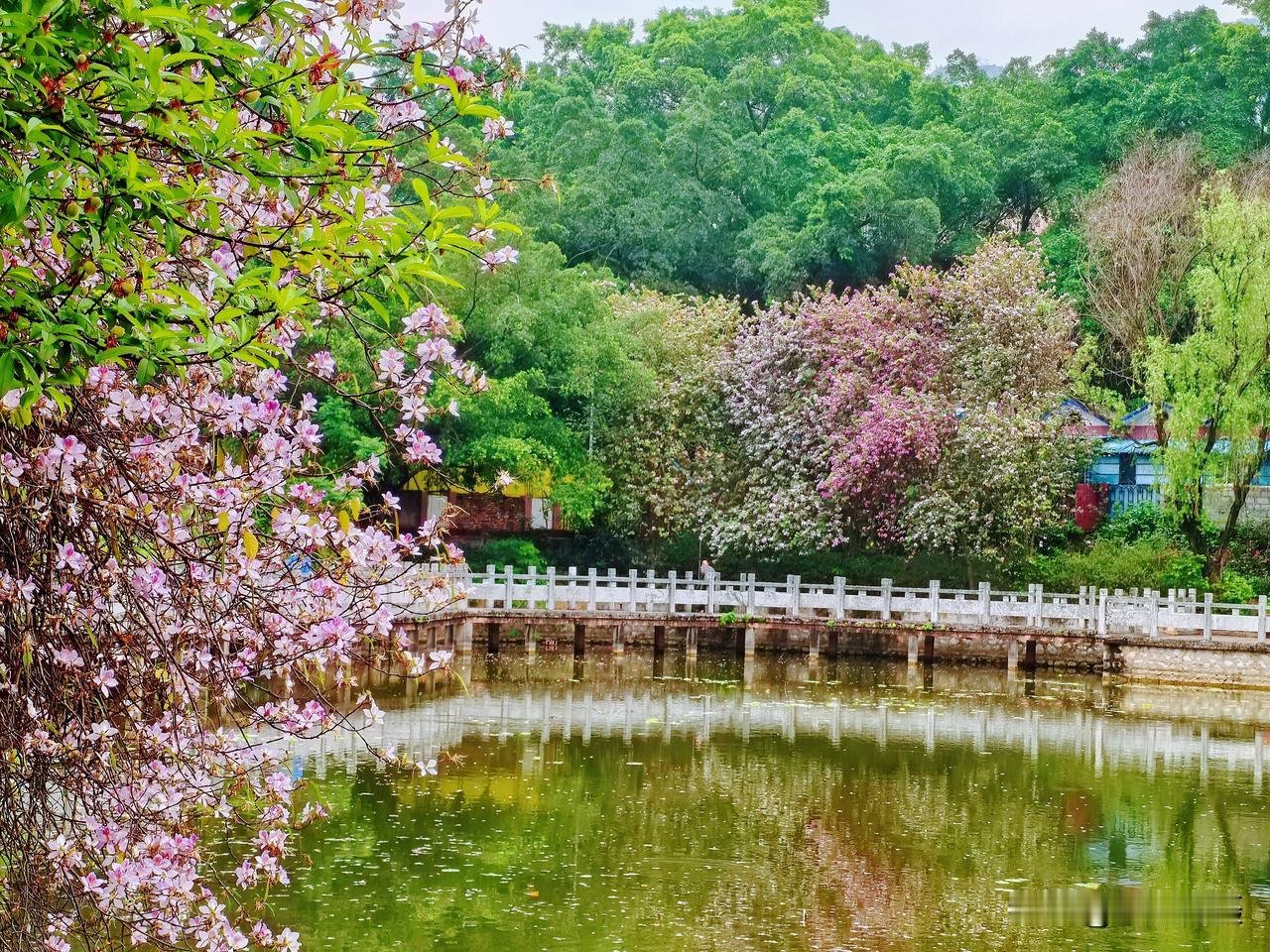 春日生活打卡季柳州的生活区里，就像是在公园里赏花[玫瑰][玫瑰][玫瑰]
