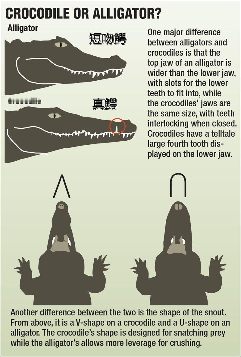 记得小时候学英语鳄鱼叫crocodile，为什么现在的小学课本都换成了allig
