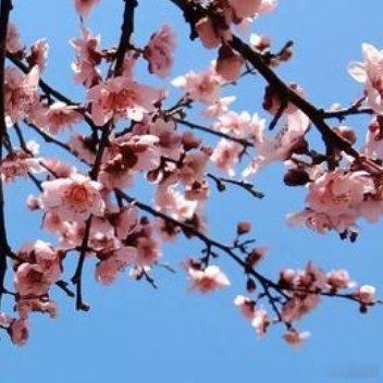 那满树的桃花🌸好似一个个孩子的笑脸，正在朝我微笑呢 