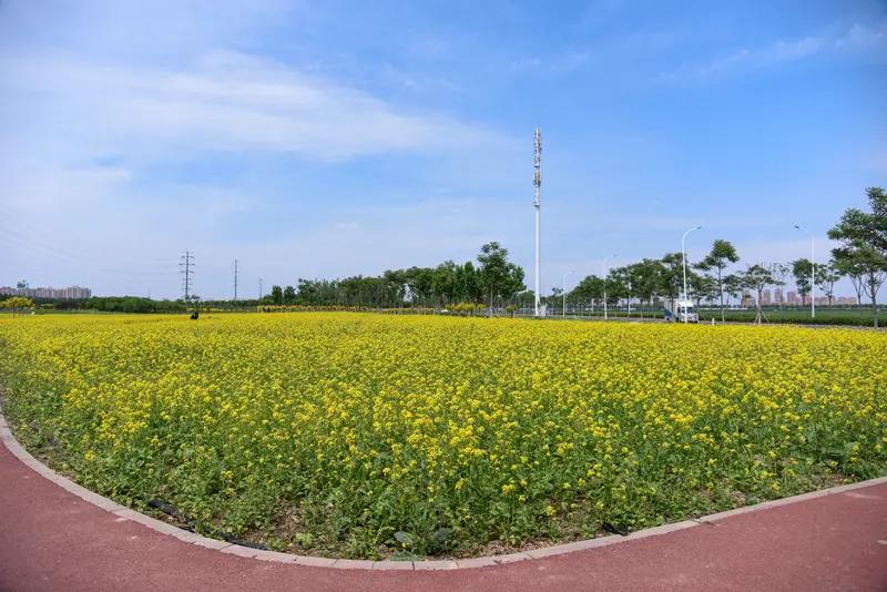 今年春天，我最渴望达成的心愿便是来一场天津滨海新区的驾车一日游。四月下旬至五月中
