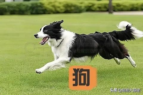 十二生肖——世界各地的生肖变体（非我们独有）

1. 越南生肖：猫代兔
    