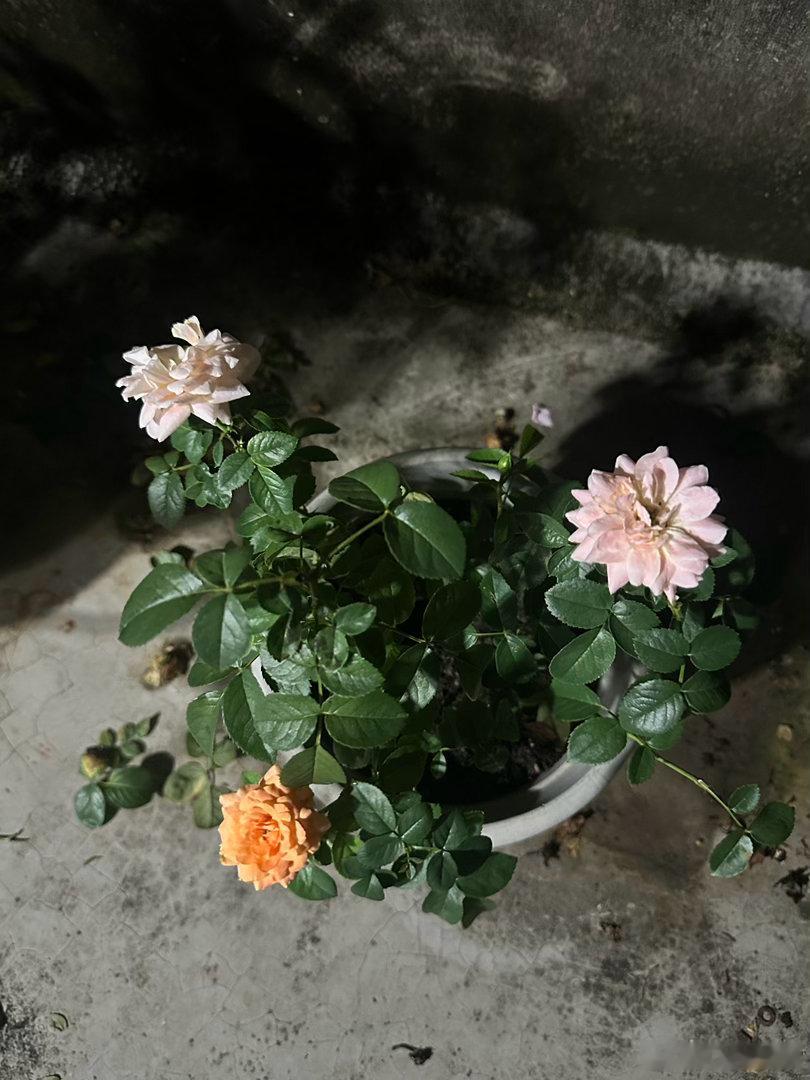 我的好朋友是绿色蔬菜[超话]  花果然扔天台都好养活，茉莉花长挺快，也开花了，挺