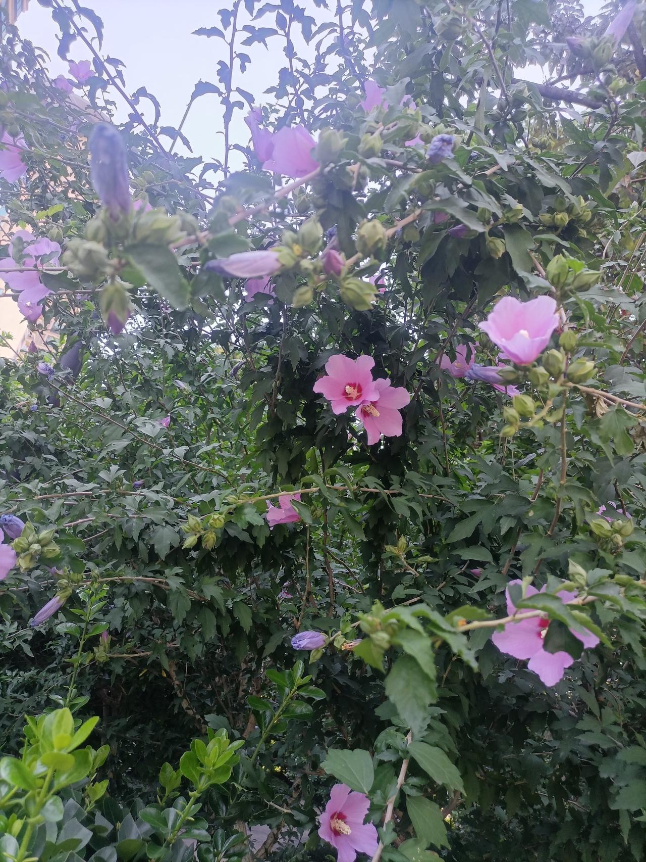 【夏之韵·静待清秋风起，以末伏作别盛夏，以温柔奔赴新程。】记录我的2026

再