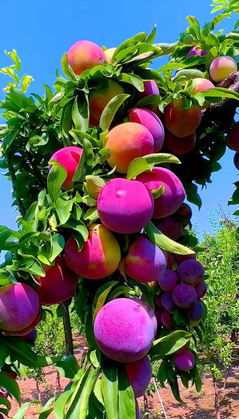为什么现在的水果越来越甜了？不是打了甜蜜素，是你不知道育种专家花了多少年。

我