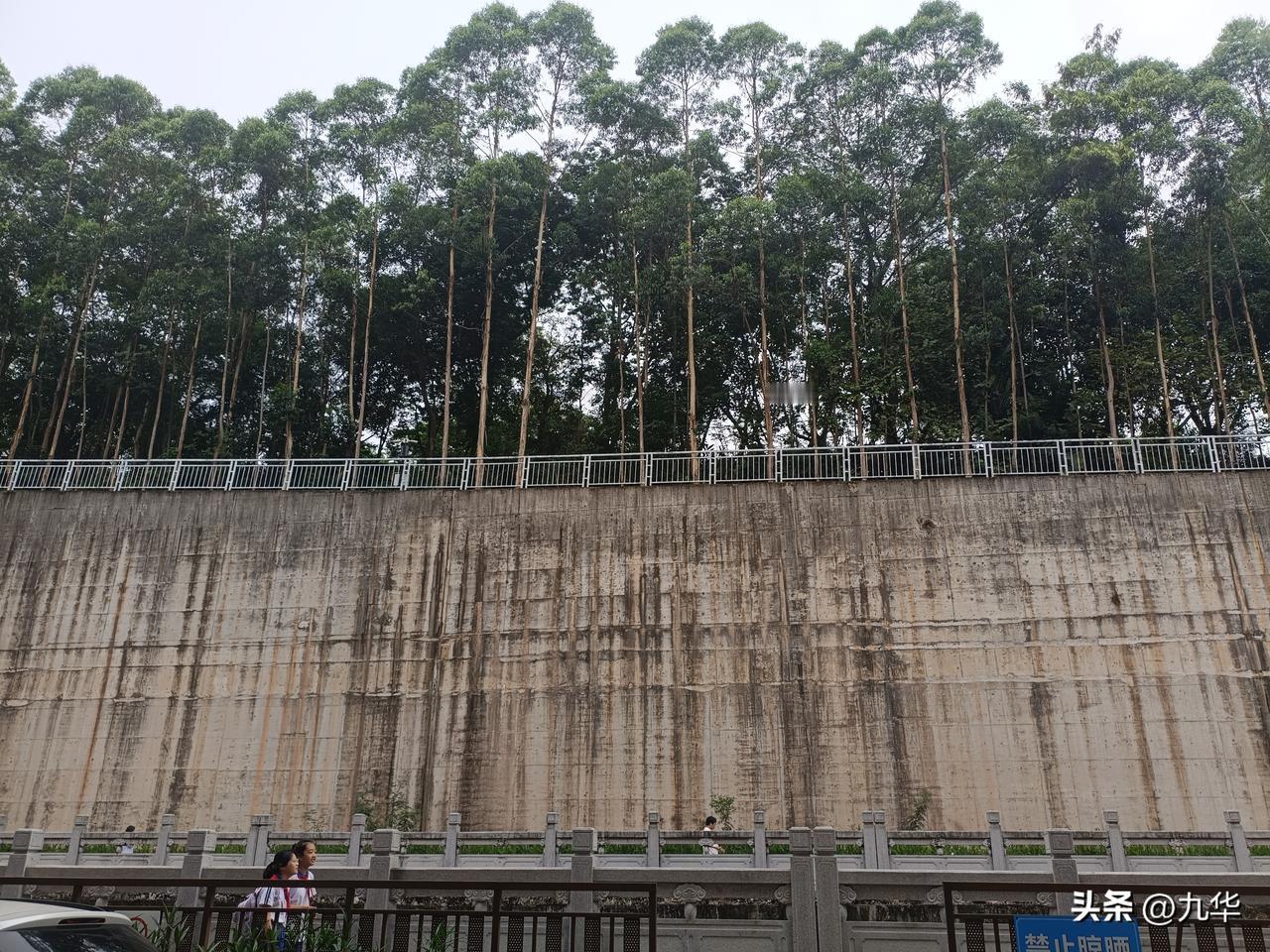 这菊花厂太TM可恶了，把我们岗头的工业区都霸占了，修了护城河，还种了桉树这种疯狂