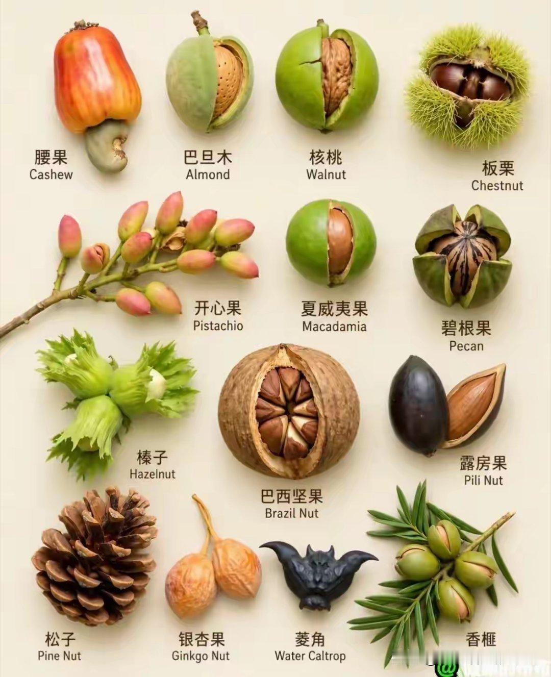 干果 