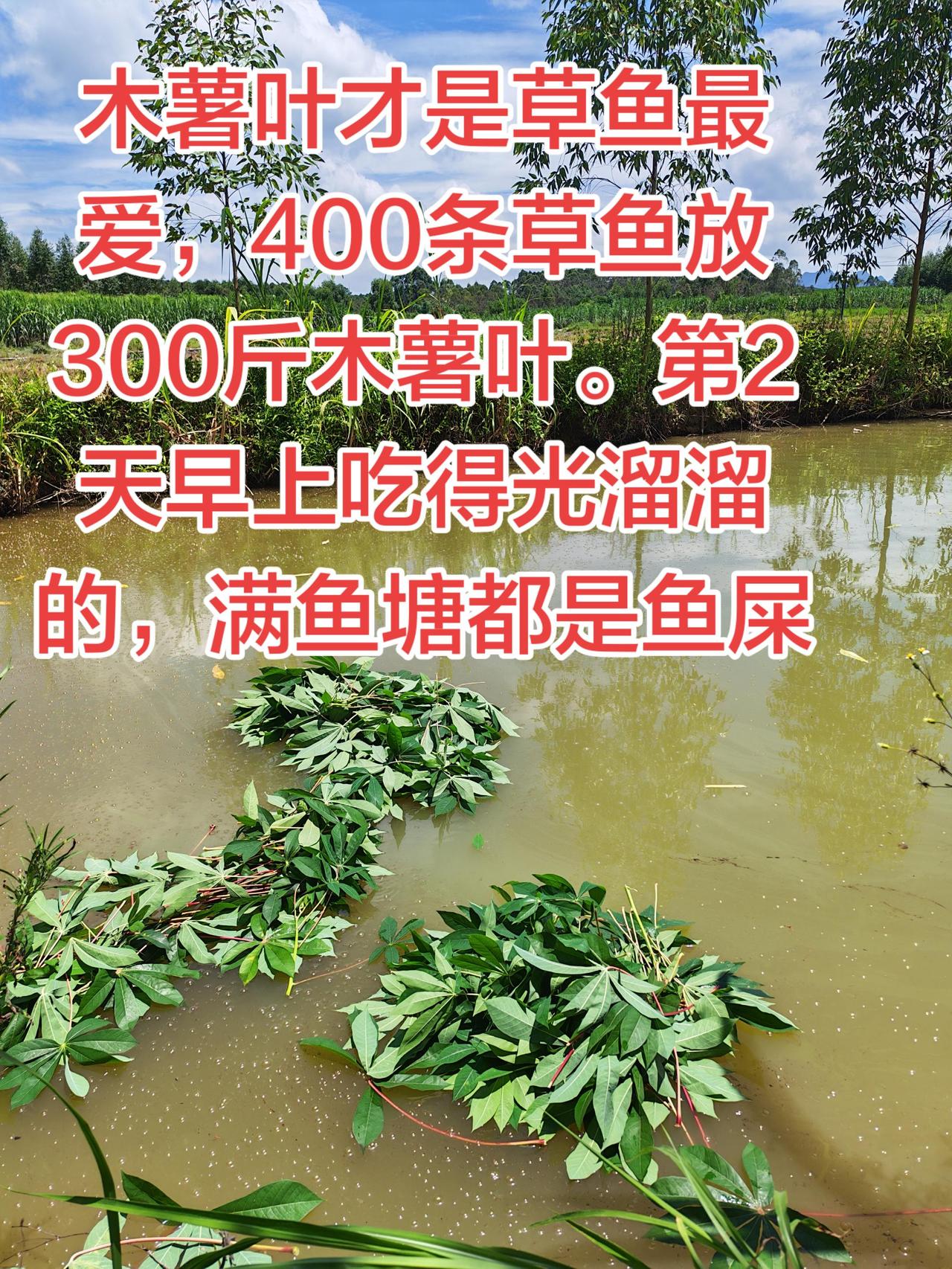 原来木薯叶才是草鱼的最爱。第2天吃的干干净净养鱼 养鱼日记 农村生活 被淹的农作
