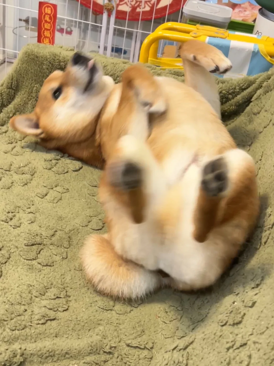 睡梦中被💩意惊醒