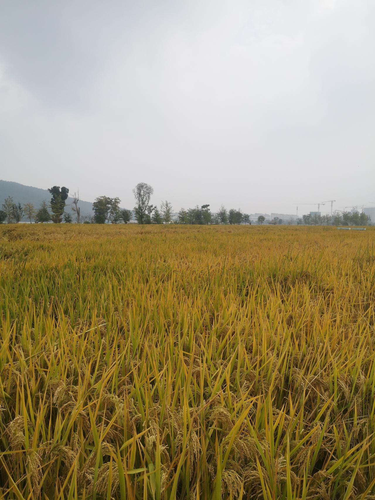分享一张你最近随拍的照片黄灿灿的水稻，颗粒饱满，静等收获