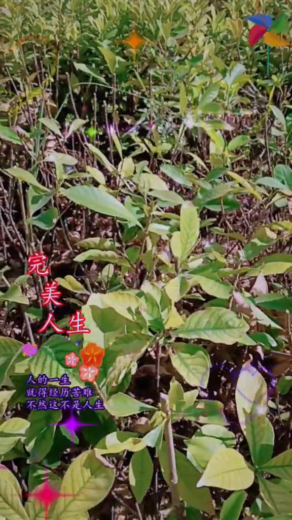 完美人生。
人的一生就得经历苦难，不然这不是人生。人生。