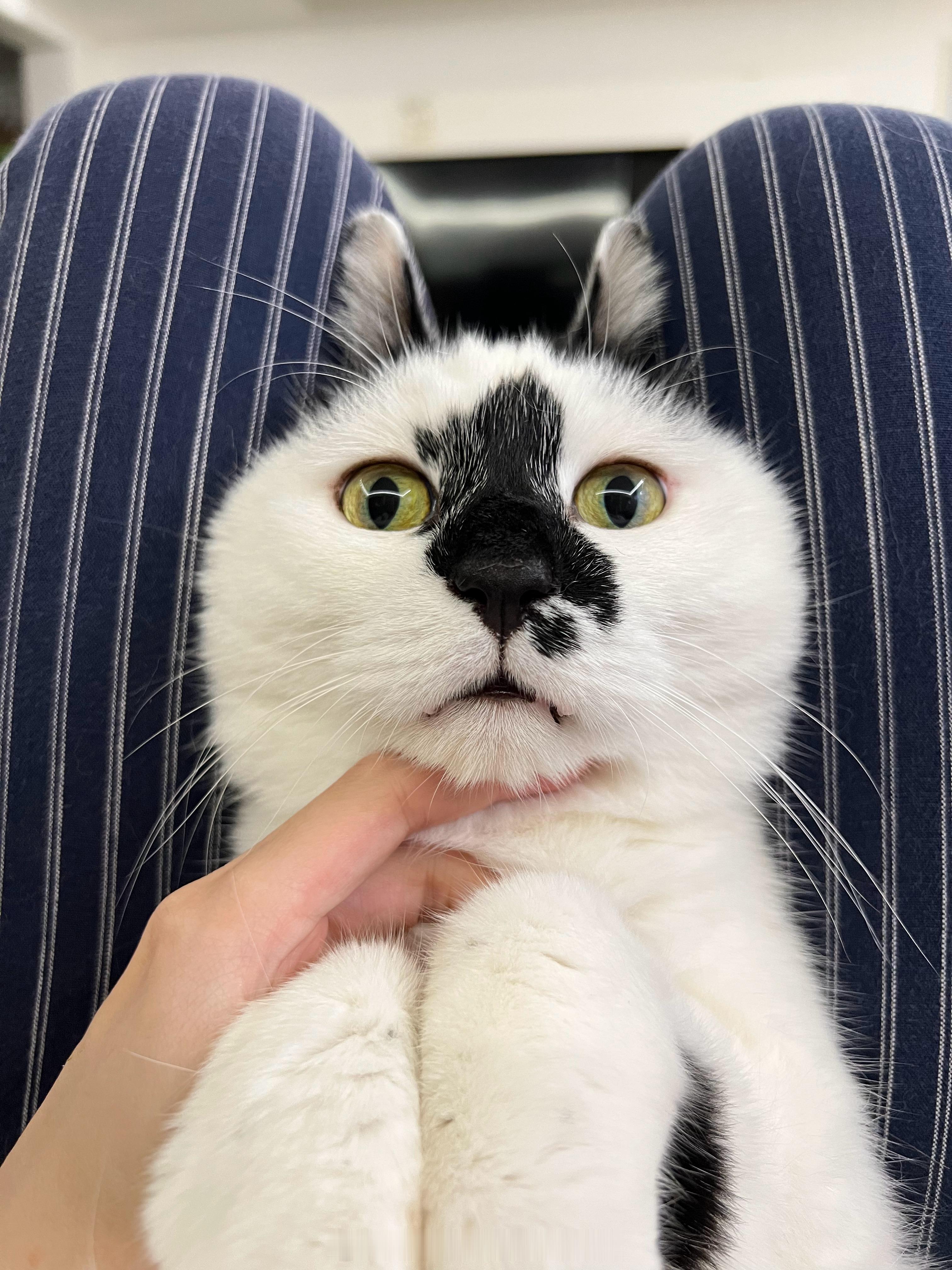 小乖兔兔 ​​​