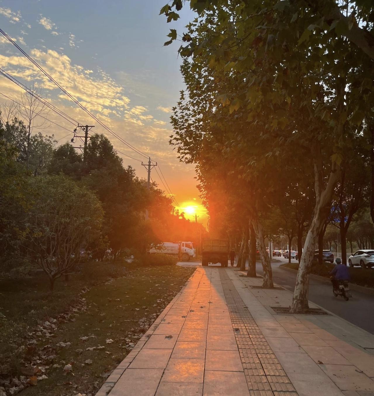 下班路上一抬头，就撞见了这场盛大的橘色浪漫。夕阳把梧桐叶的影子拉得又长又暖，柏油