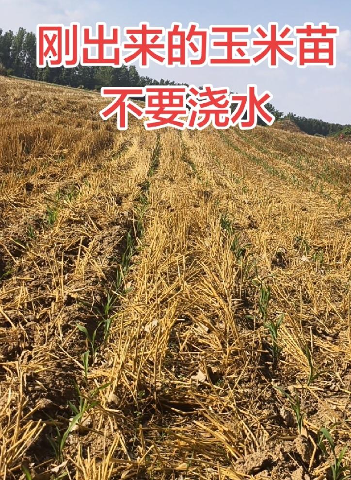 刚出来的玉米苗不要浇水
      谁浇谁减产
      因为玉米苗自己能找水