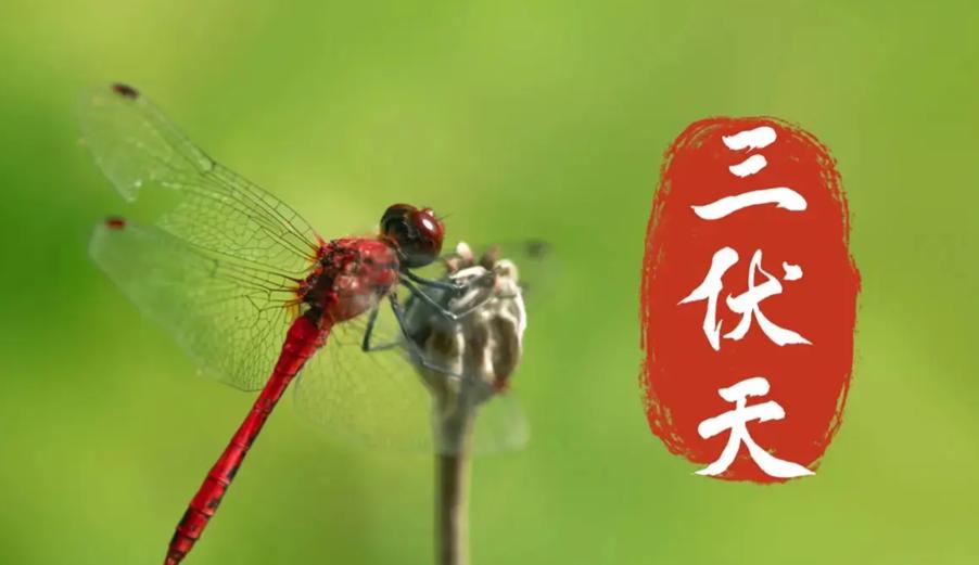 俗话说“今年伏天热不热，就看五月初一”，今日五月初一，今年三伏天期间会很热吗？答