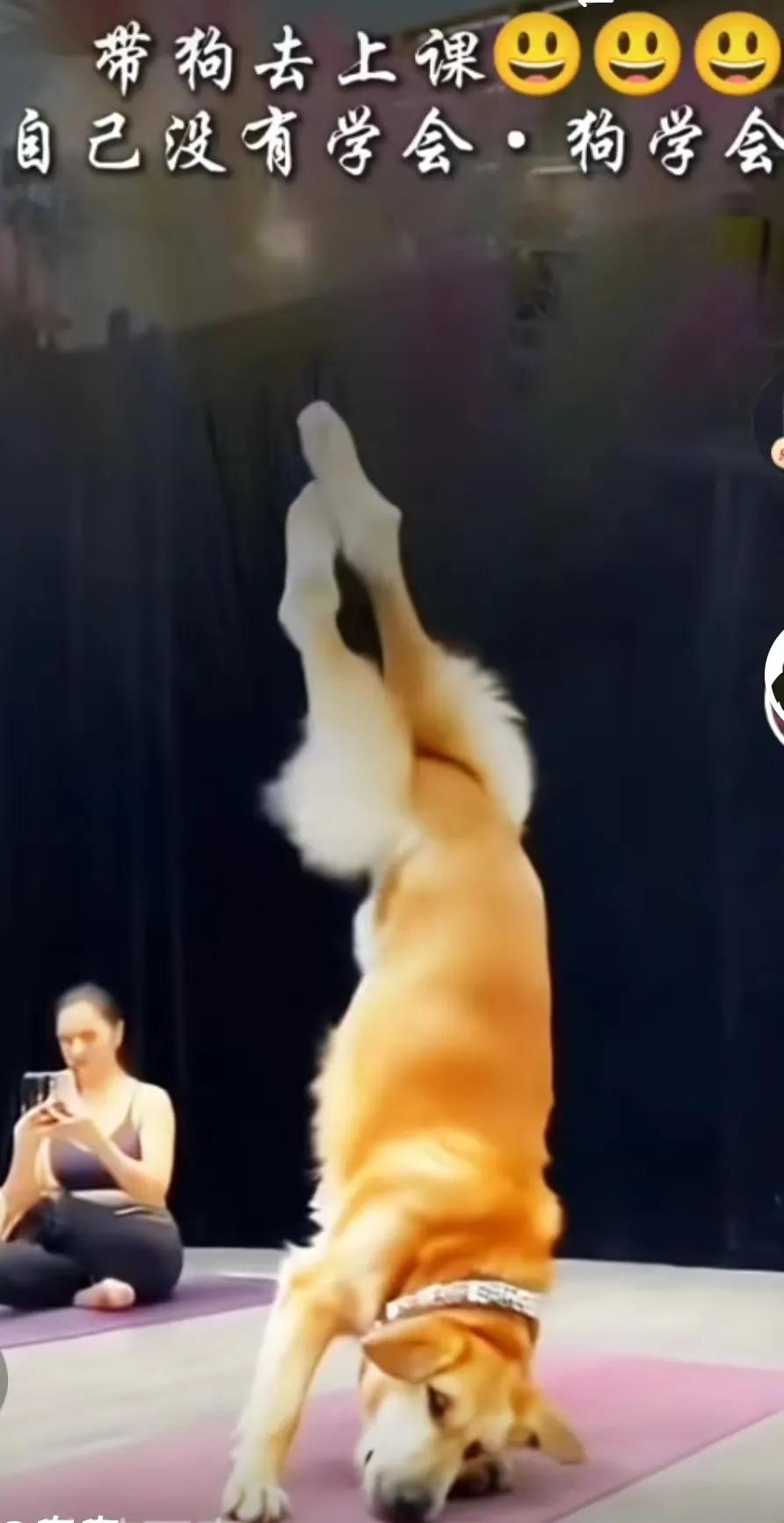 狗狗真是有灵性动物，美女带着自己的宠物犬金毛～练瑜伽。

没想到自己做不到动作，