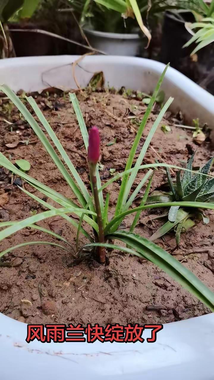 今年开的第二朵花🌸