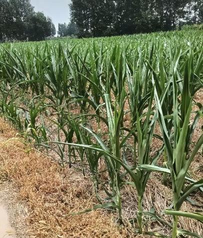 如果还是集体时代，庄稼断然不至于旱死绝收
今年我老家辽宁气候异常，不仅气温高、还