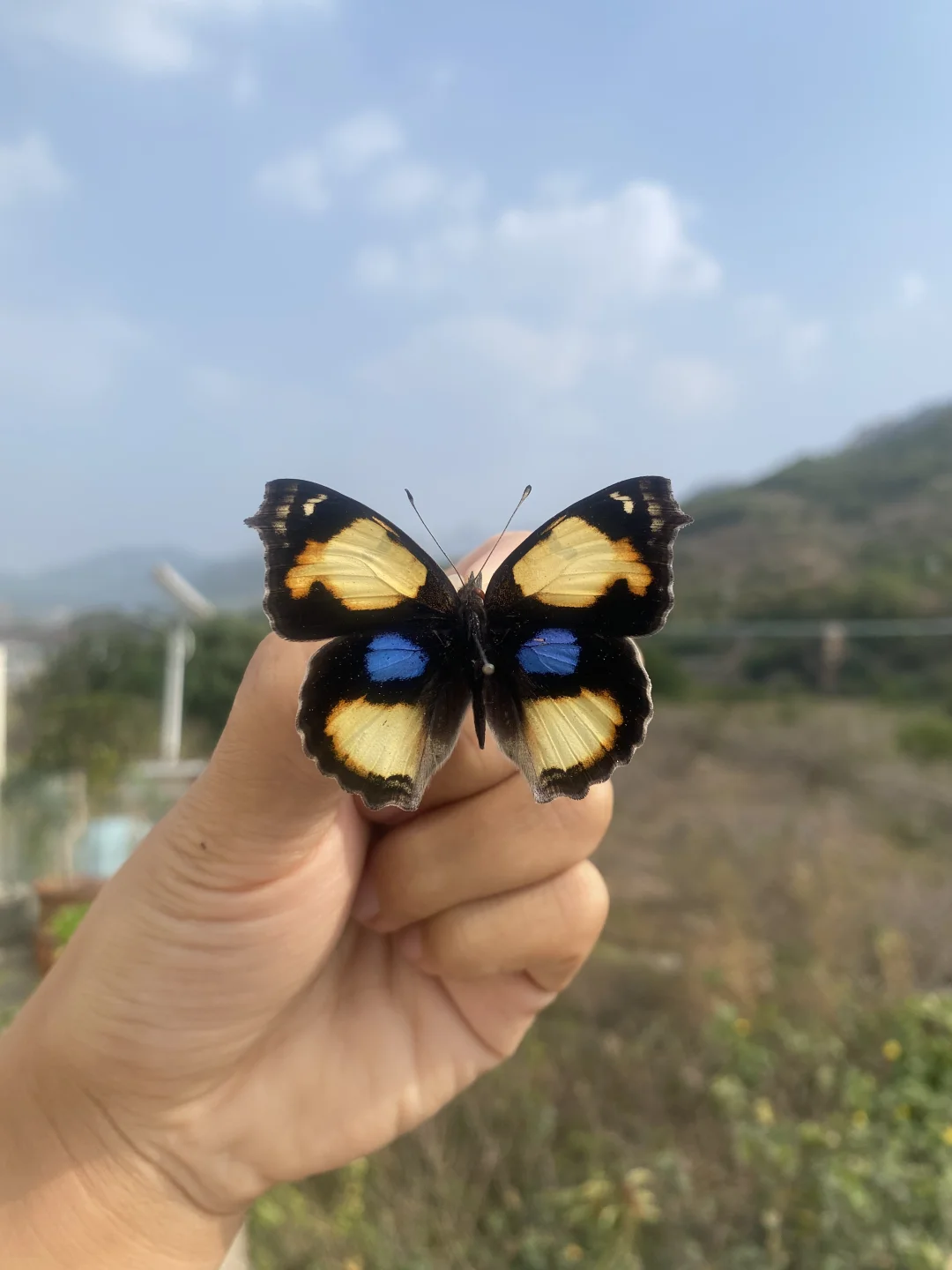 我最近的最爱：黄裳眼蛱蝶（Junonia hierta）