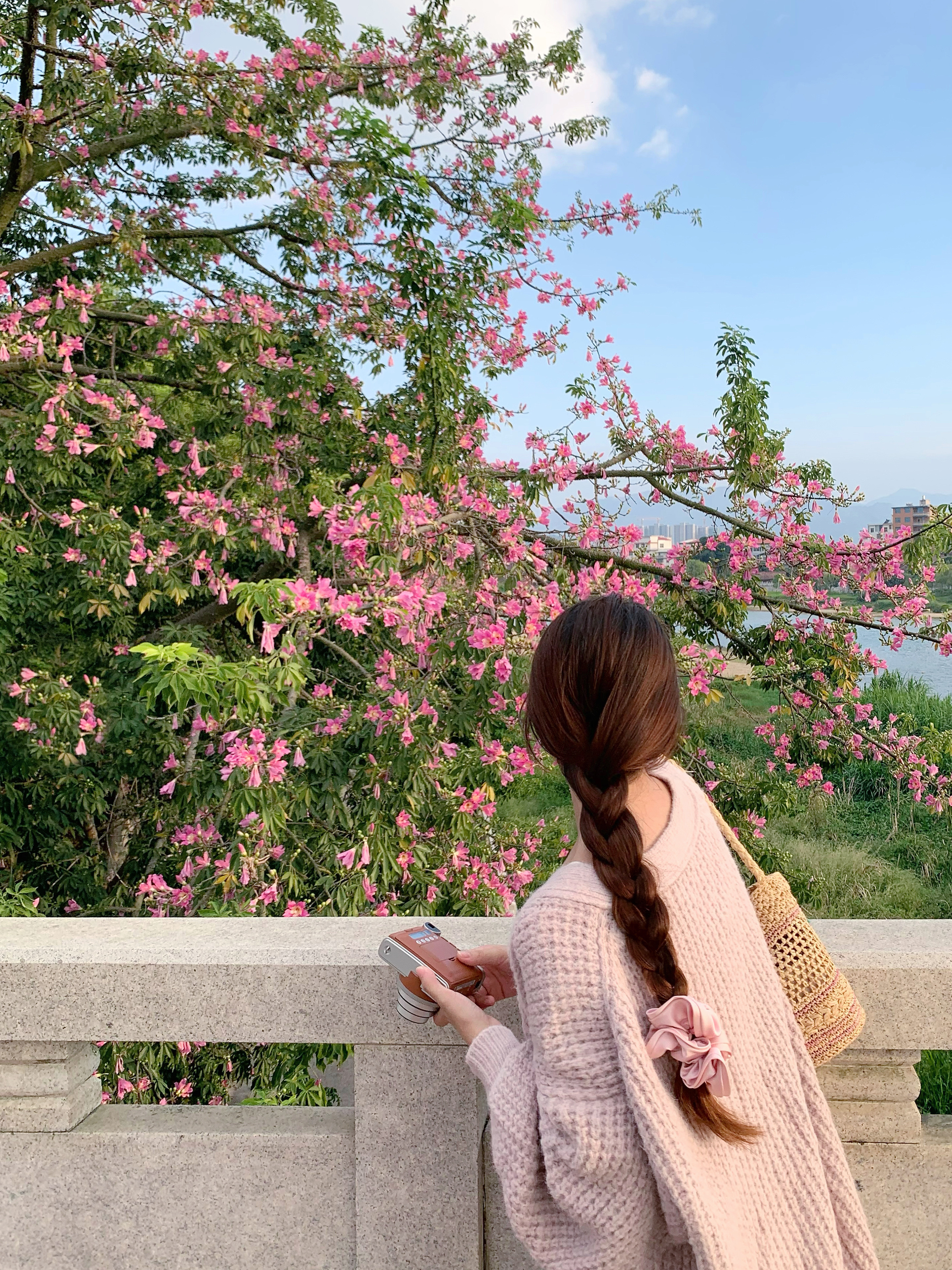 🌸 🍃这颗漂亮的异木棉又在秋天浓烈的盛放了一霎那仿佛又回到了春天 - ​​​