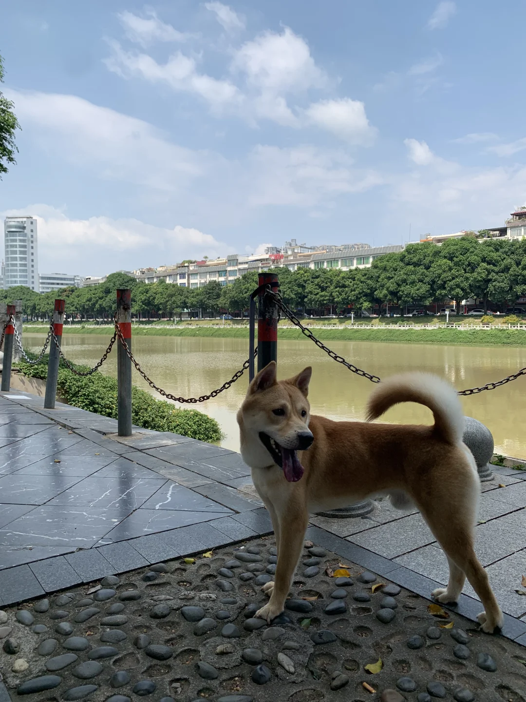 180买来的小土狗 | 你们的小狗开始爆毛了吗