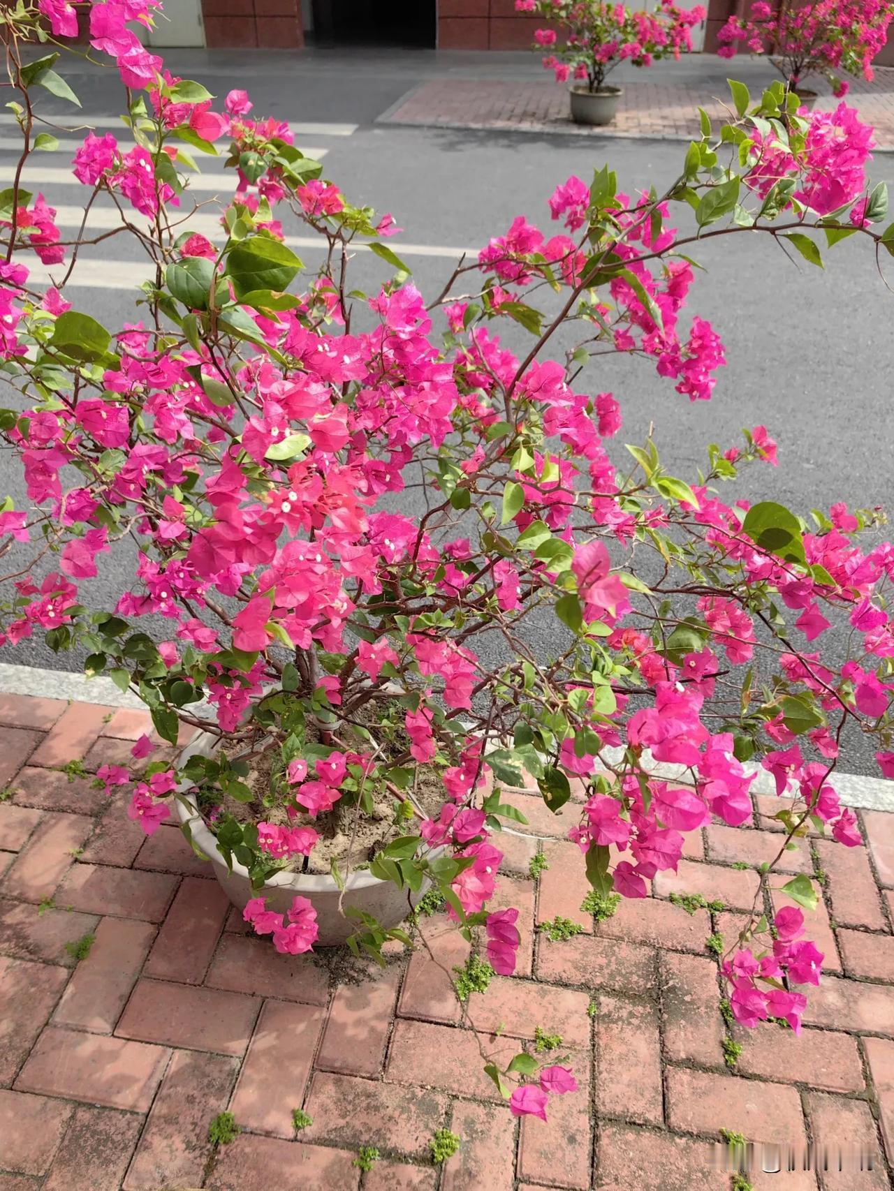 盘摘三角梅：粉色花簇，芬芳四溢。#三角梅物语# #三角梅又盛开啦# #三角梅花太