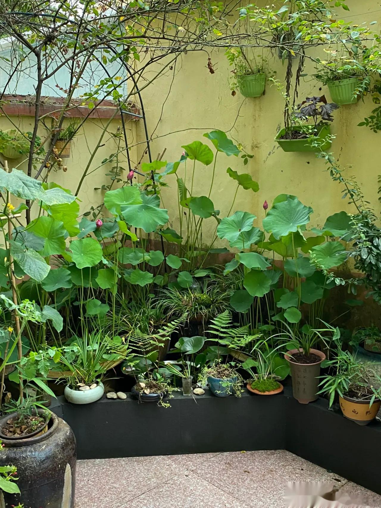 五个骨科实用的便宜好药，建议您点赞加收藏。以免以后找不到。一、塞来西布胶囊，可以