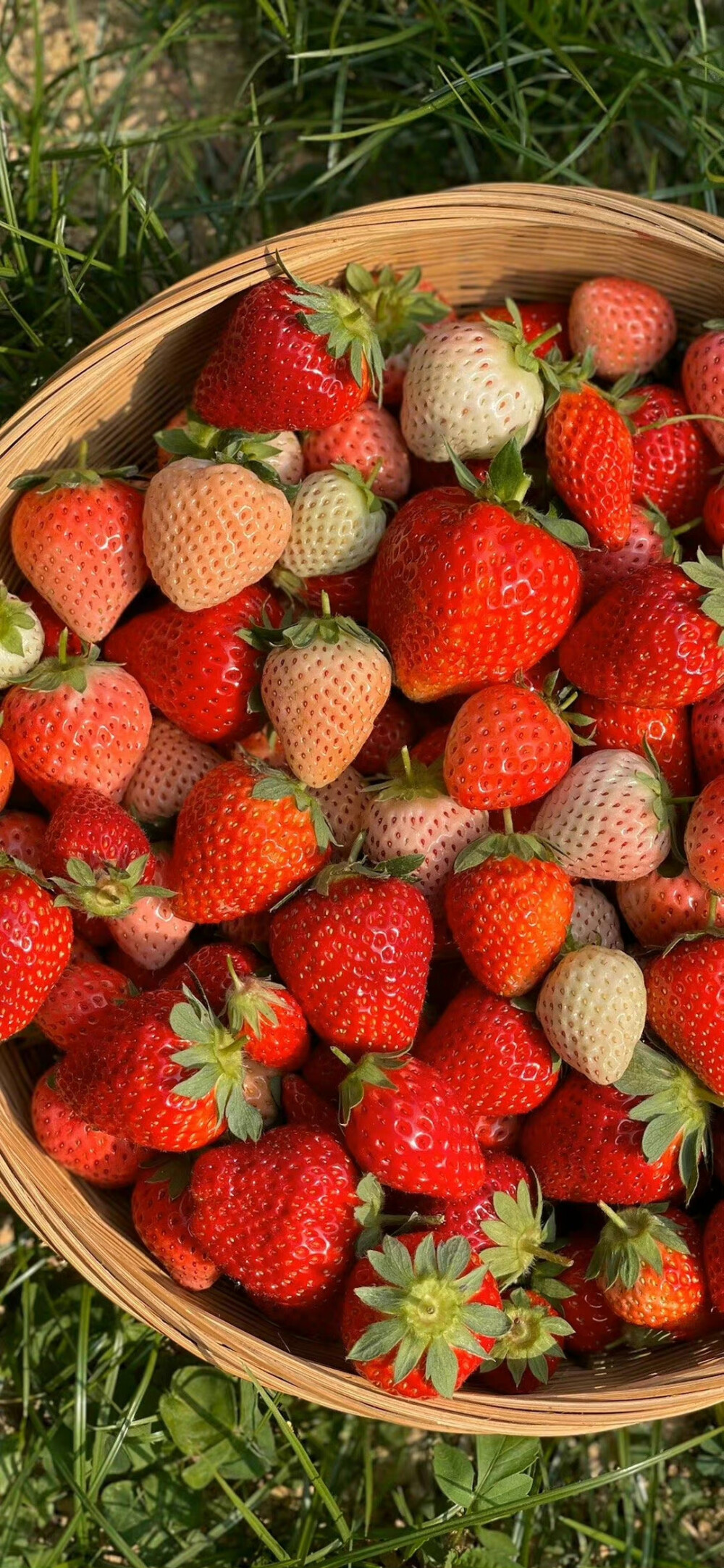 20240606日运指南辛丑日  五月初一今天的日课有一个主题，是化险为夷。由于