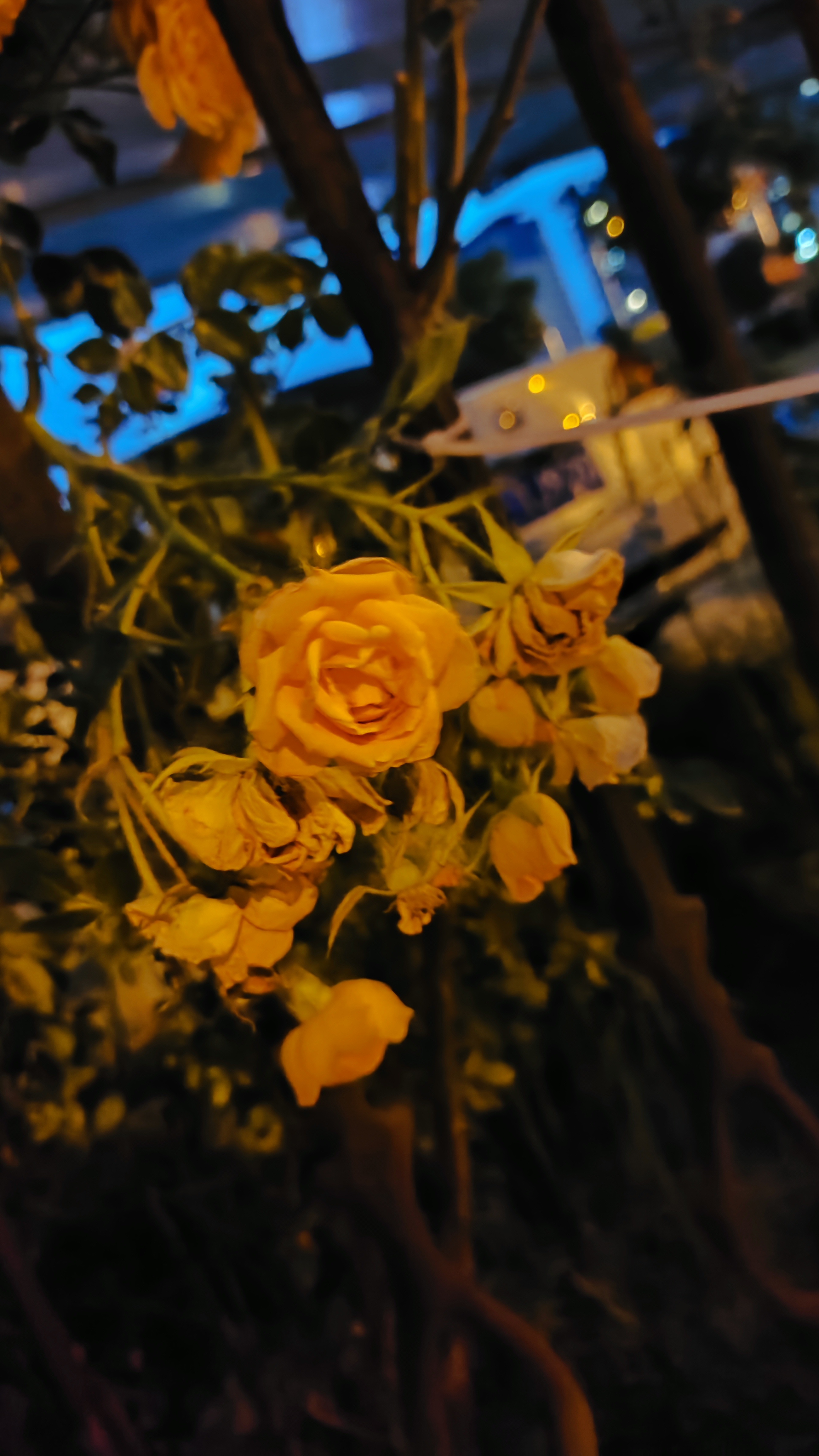 蔷薇花开，属于初夏的美好一树花开，沁香美好 