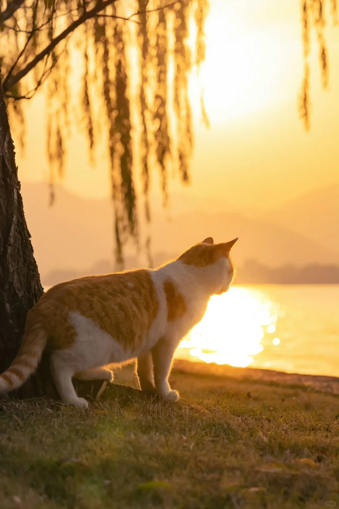 金色夕阳里，西湖边的猫