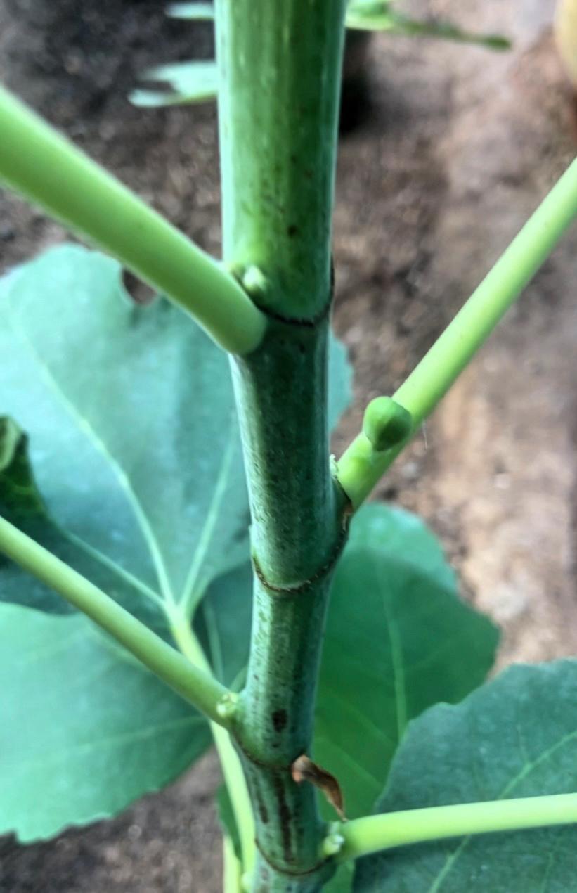 今年春天嫁接成活的艾米塔无花果苗居然挂果了，太惊喜！北方寒冷，适合青皮、布兰瑞克