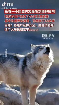 “缺大德了！”吉林长春，一男子每天凌晨都能听到狼群嚎叫，他担心狼群会影响到居民安