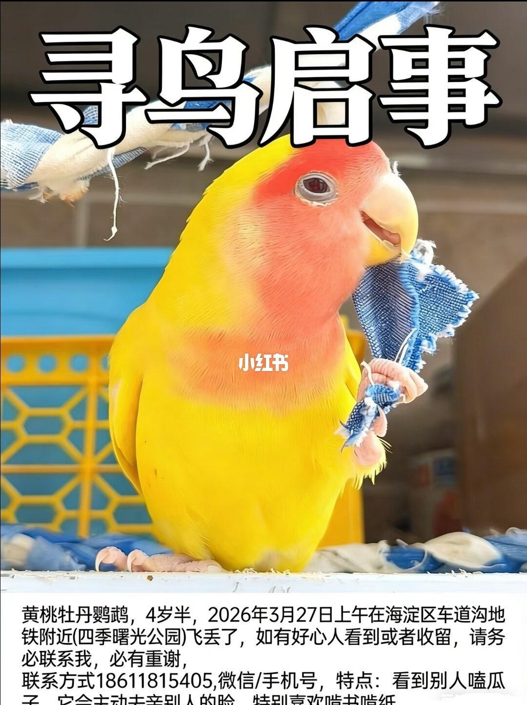 北京海淀寻鸟❗️❗️❗️黄桃鹦鹉牡丹鹦鹉
今天鸟宝丢了第9天了，自责，为什么当天