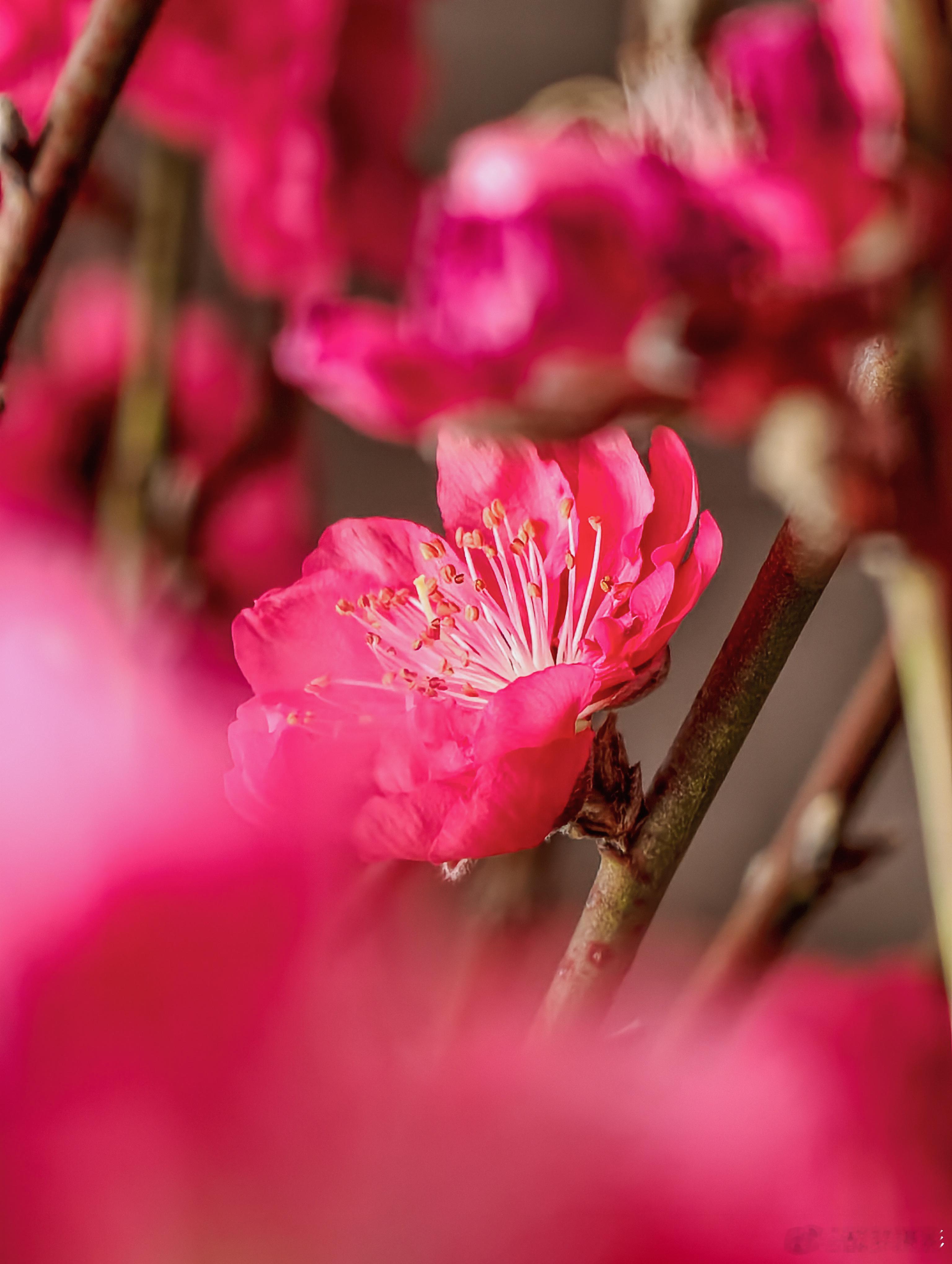 家中桃花娇艳欲滴，引来蜜蜂疯狂采蜜！春节摄影大赛摄影世界投稿黄文说 