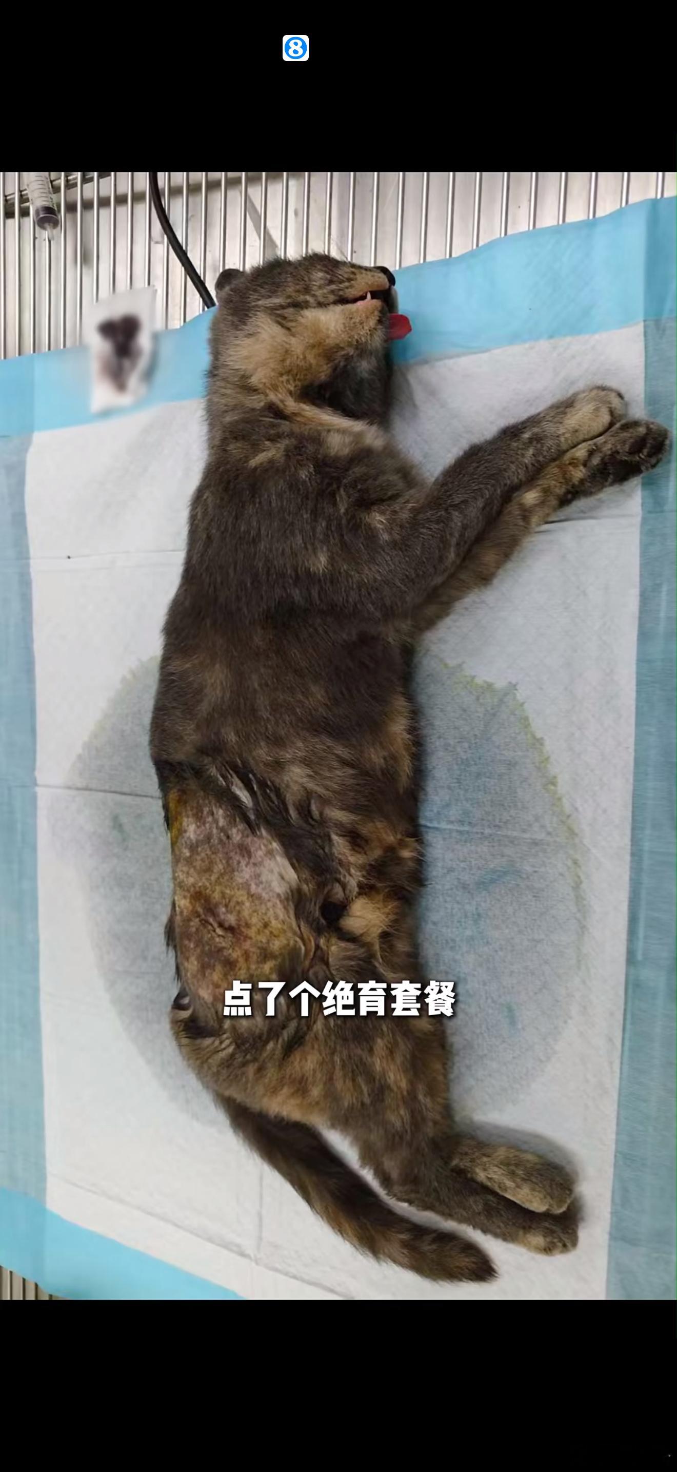 四川男篮vs广东男篮 之前到现场观看比赛的三只哈基米已经全部“落网”并被“嘎蛋”