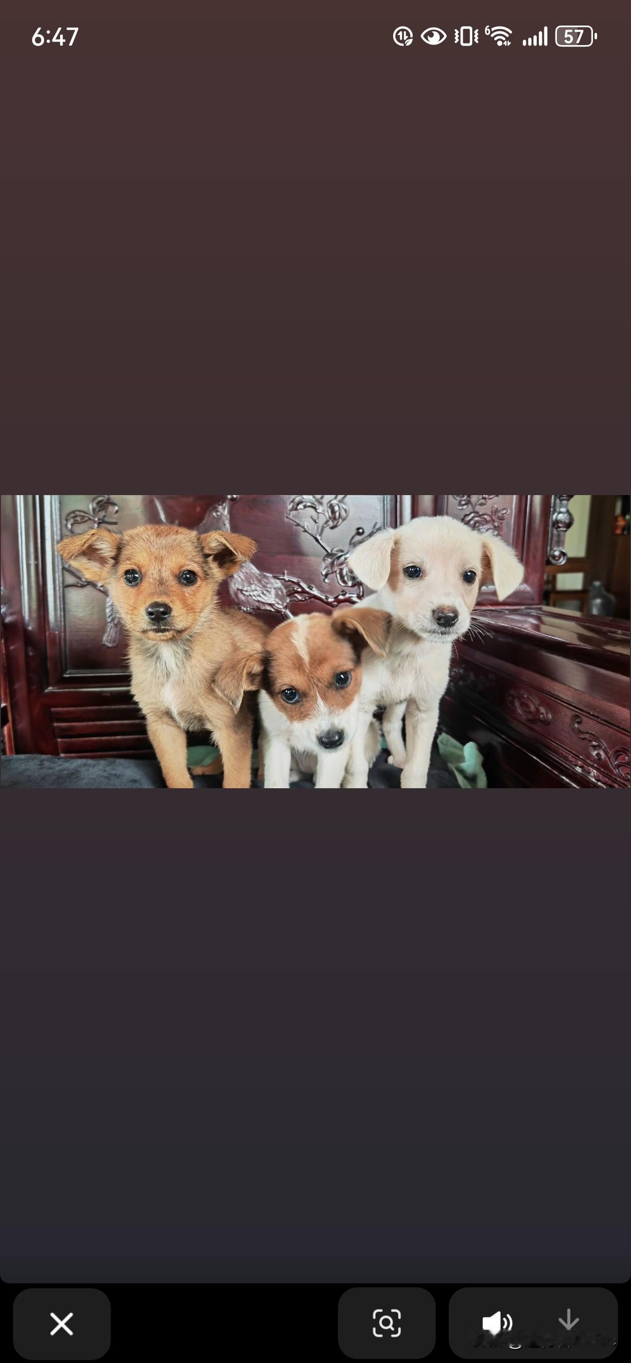 入手三只呆萌。