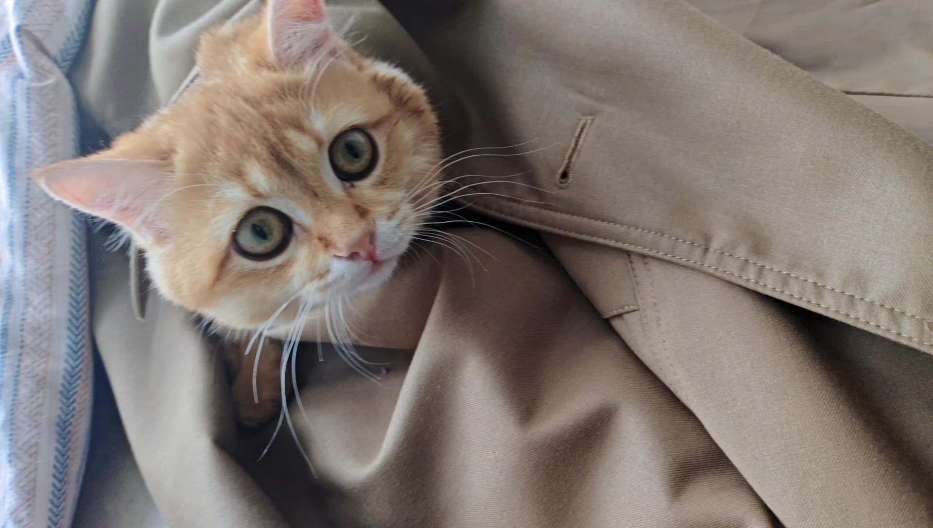 躲猫猫吗？猫咪摄影