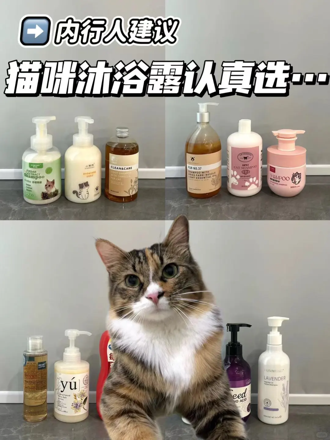 热门猫咪沐浴露认准这些，踩雷不了一点儿！