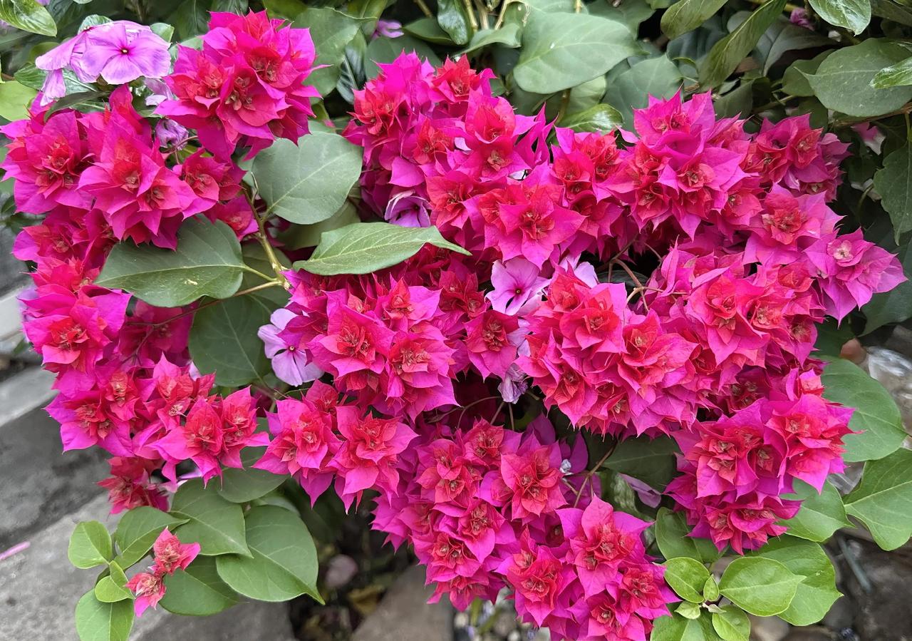 春暖花开的时候赏花，记录美好时光[赞]
踏青赏花随手拍 
每日一图随手拍