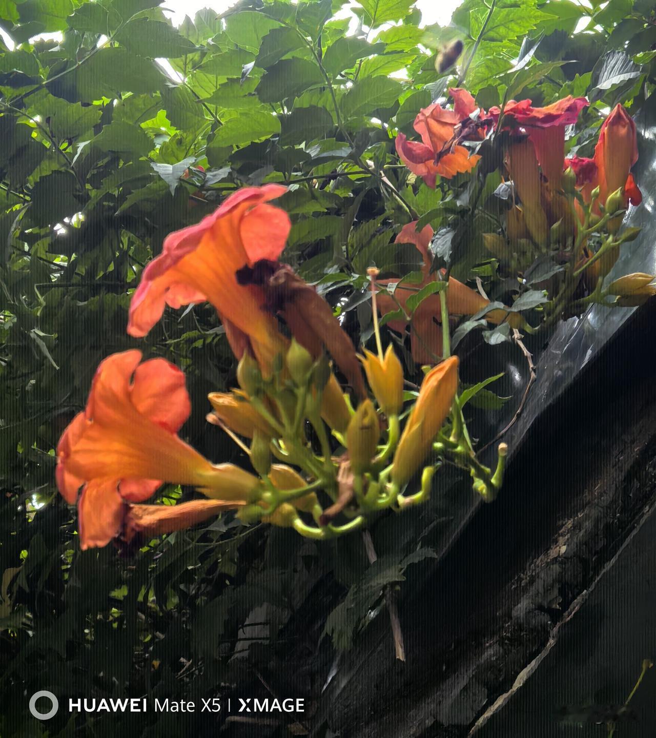 凌霄花：于2026年7月14日摄于西影厂
花朵呈喇叭漏斗状，外瓣橙红，花筒内侧橙
