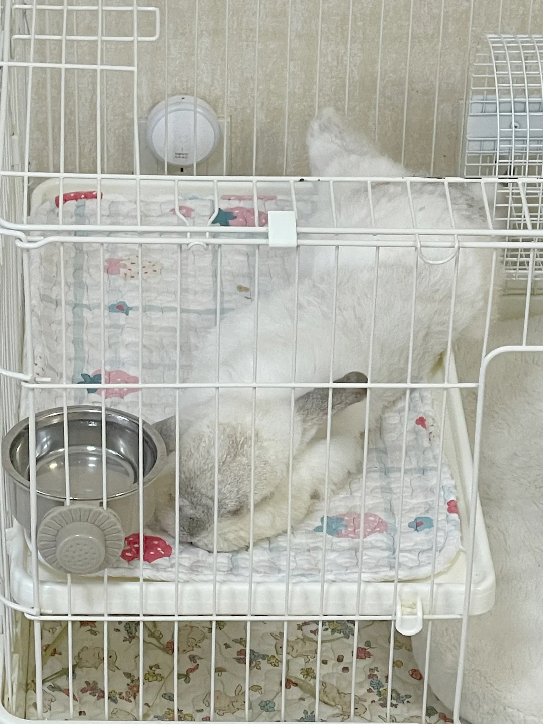 睡成大鸡腿🍗