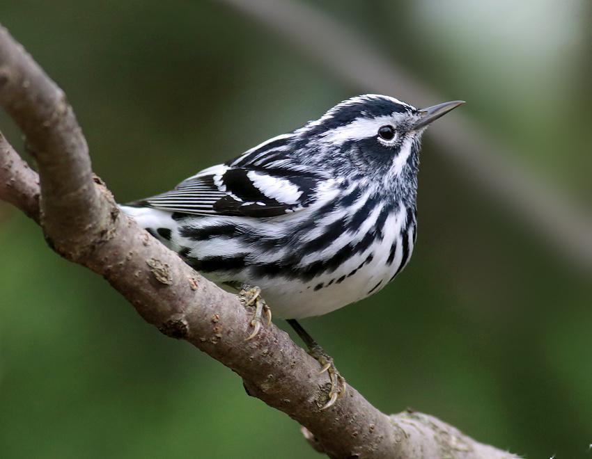 黑白森莺（Mniotilta varia），外号树上小壁虎、条纹小矿工全身从头到