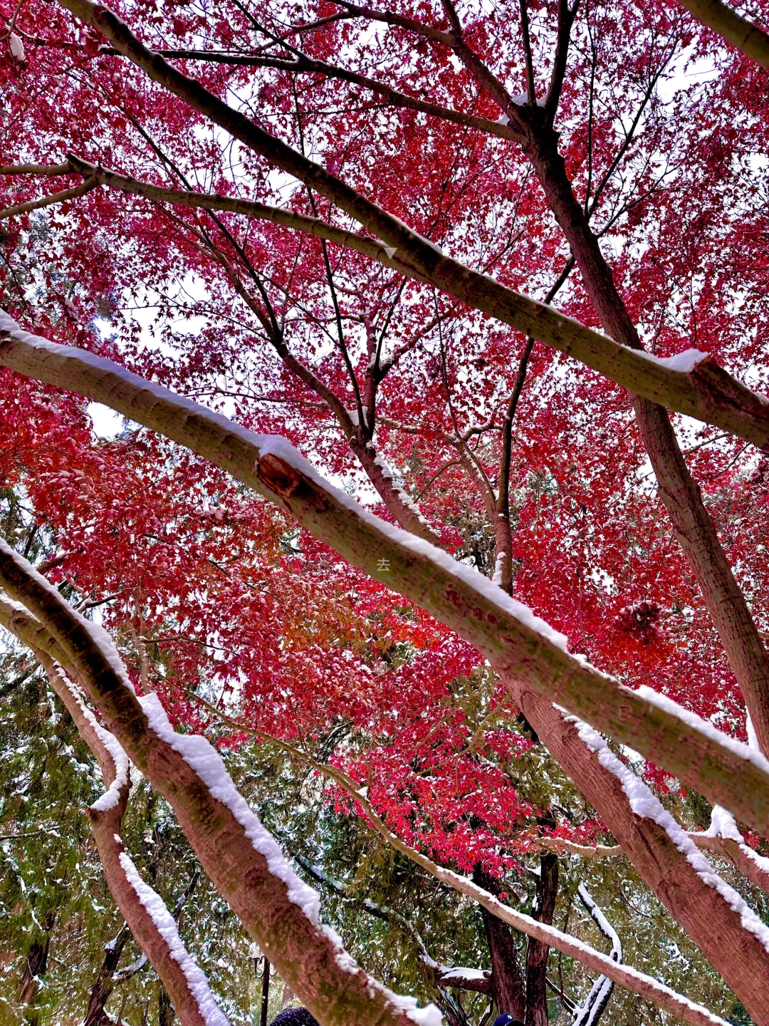 中山公园这棵雪中枫树也太美了吧